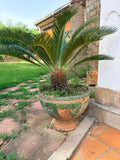 MACETA CON PALMERA