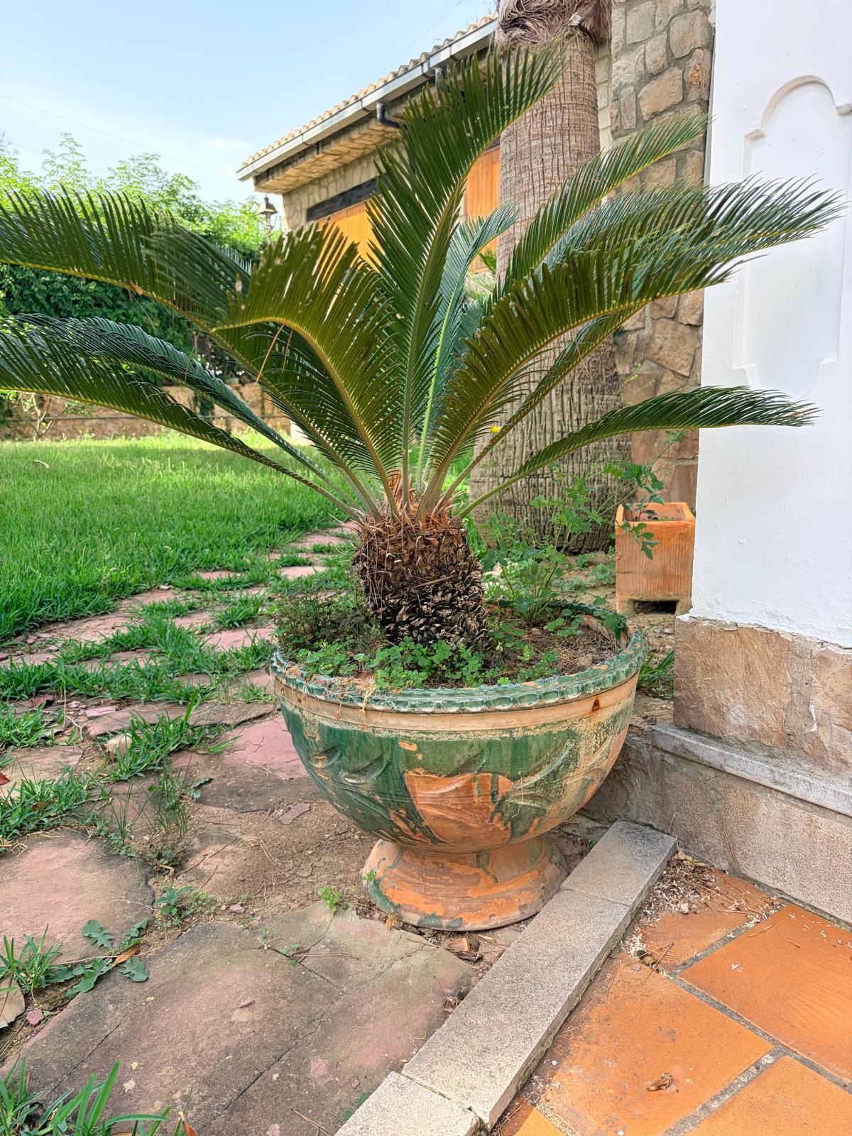 MACETA CON PALMERA
